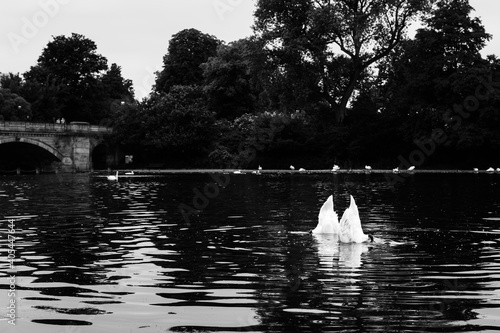 Cisnes cazando en la laguna de Hyde Park photo