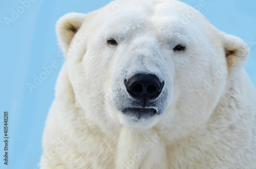 polar bear portrait