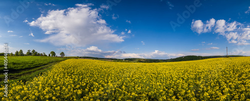 Spring rapeseed yellow blooming fields panoramic view, blue sky with clouds in sunlight. Natural seasonal, good weather, climate, eco, farming, countryside beauty concept.