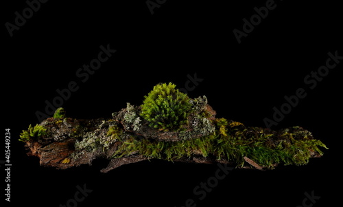 Green moss with twigs, tree barks isolated on black background, clipping path