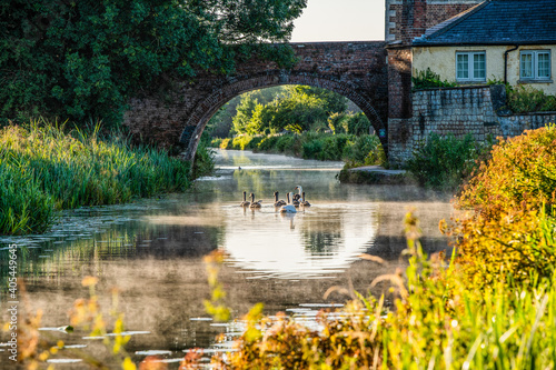 The swans at The Ocean, Stonehouse, Gloucestershire