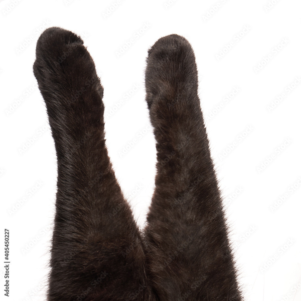 cat's paws cat's paws