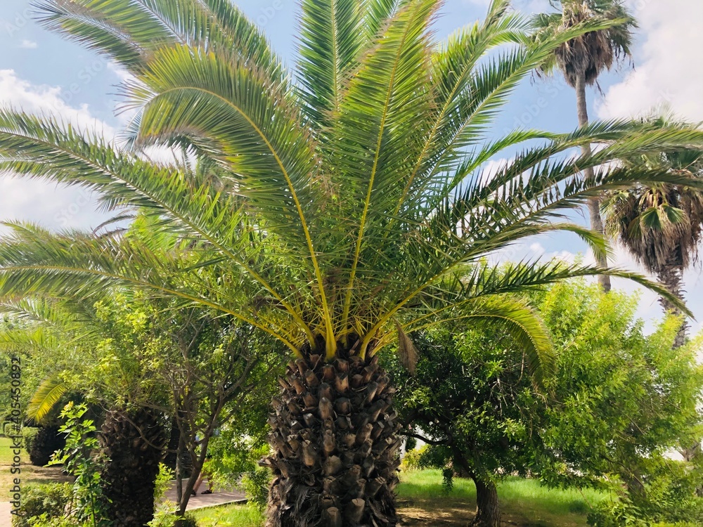 Fototapeta premium palm trees on the beach