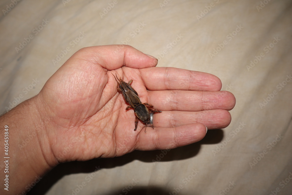 Obraz premium mole cricket on the hand. Biologist, exotic veterinarian examines a mole cricket. insect as a pet. Are insects an agricultural pest or pets? veterinary medicine, vet clinic. animals, animal. bugs, bug