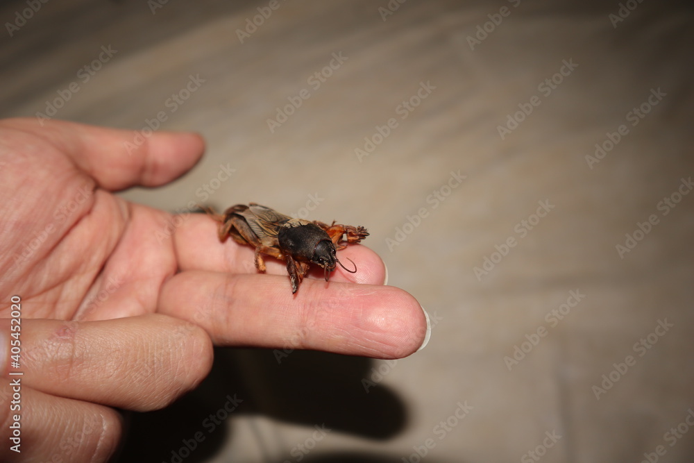 mole cricket on the hand.
Biologist, exotic veterinarian examines a mole cricket.
insect as a pet.
Are insects an agricultural pest or pets?
veterinary medicine, vet clinic.
animals, animal.
bugs, bug