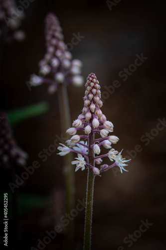 Vertical shot of a blooming foamflower in a field with a blurry background photo