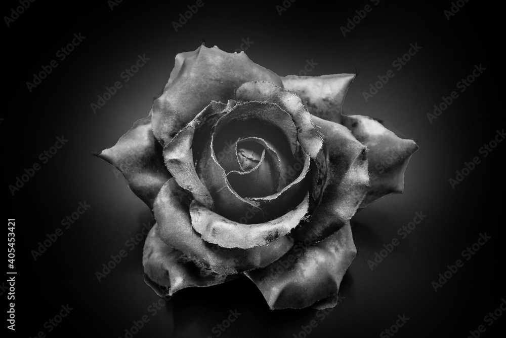 black rose on black background black rose on black background