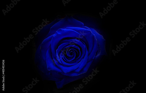 blue rose on black background