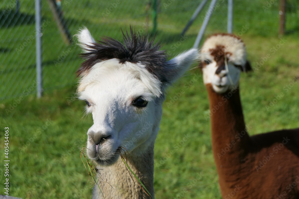 Close up of head and neck of two wooly brown white alpacas