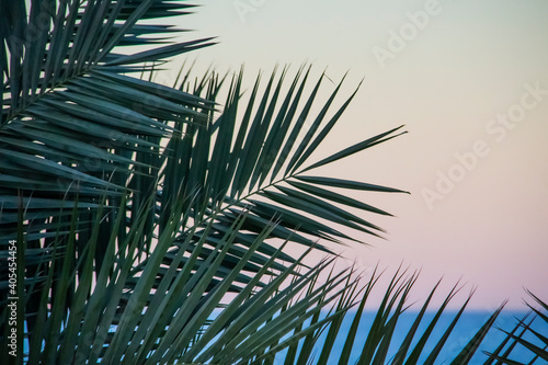 Green palm trees with green leaves on the beach against sea background