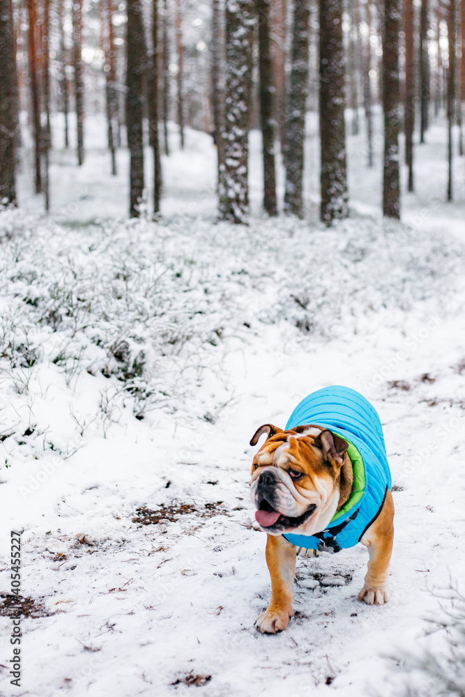 english bulldog playing in the snow