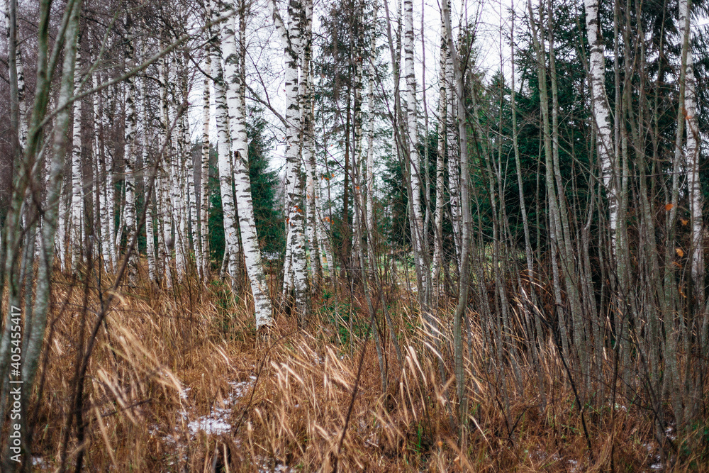 birch forest in the winter