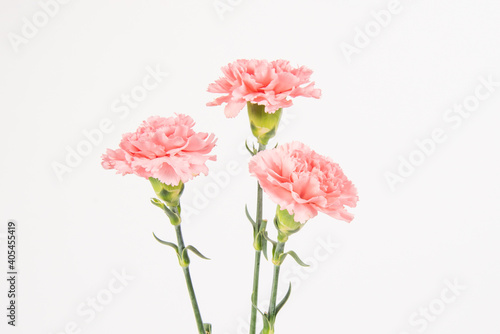 Fototapeta Naklejka Na Ścianę i Meble -  Pink carnation mother's day blessing flowers