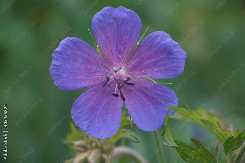 forest crane, also forest geranium, with leaves in the lower right corner against a blurred forest crane, also forest geranium, with leaves in the lower right corner against a blurred