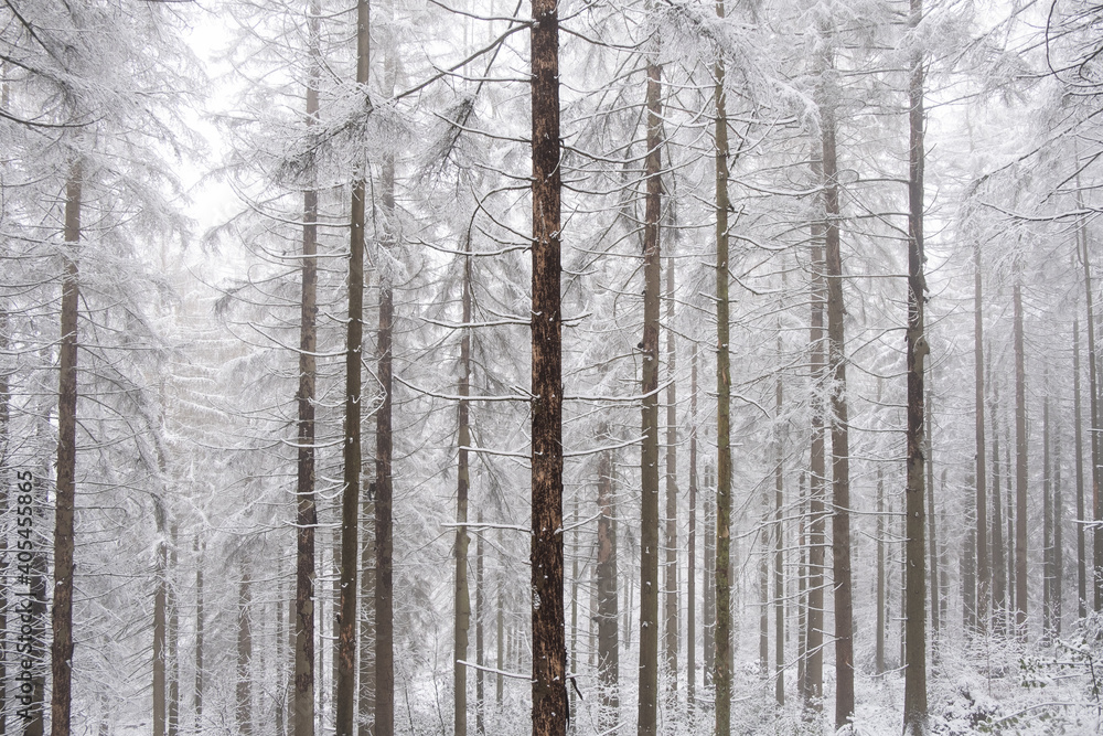 Winterwald im Nabel mit Schnee