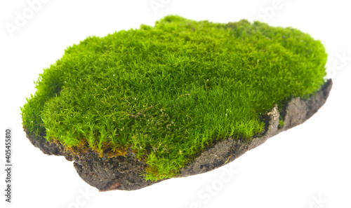Green moss isolated on white background.