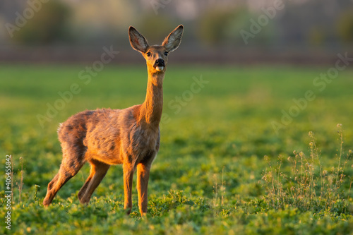 Roe deer, capreolus capreolus, looking on green glade in spring sunlight. Wild doe standing on vibrant meadow on sun. Brown female mammal staring to the camera on grass.