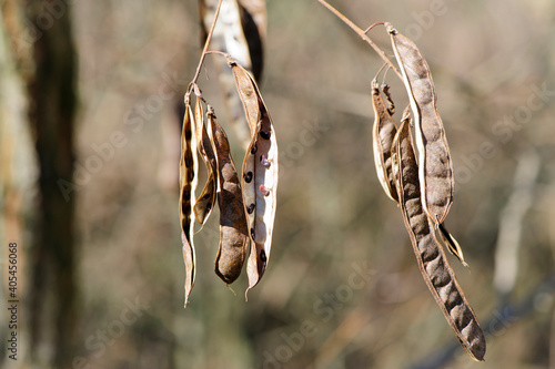 Acacia seeds. natural autumn background, white acacia. Acacia albida seeds, pod on a tree, fruits, seeds, close-up. autumn or spring background, place for text photo