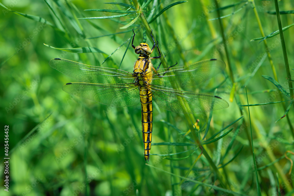 Yellow dragonfly Sympetrum Danae Sulzer, sitting on the grass. green meadow spring or summer grass and a large dragonfly on it. green natural background. close-up of an insect.