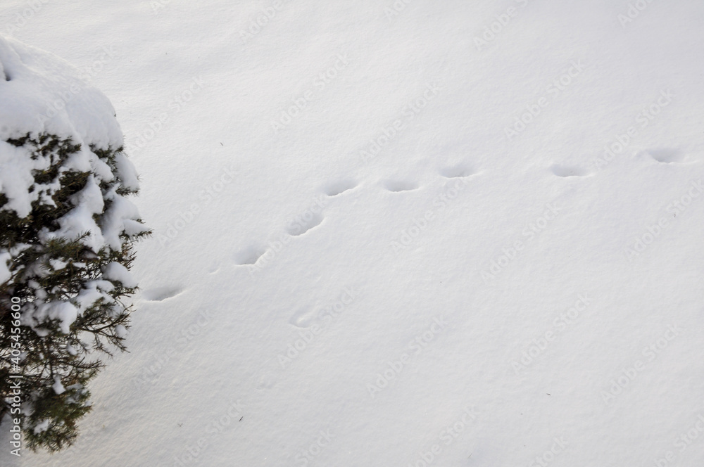 animal footprints in snow