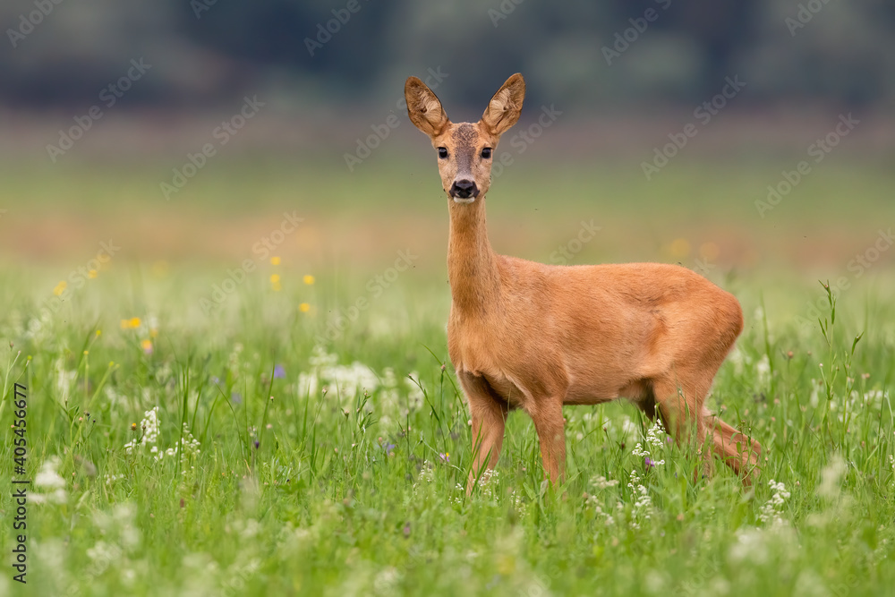 Roe deer, capreolus capreolus, doe looking to the camera on grass in summer. Female mammal standing on green meadow in fresh nature. Brown wild animal observing on vivid field.