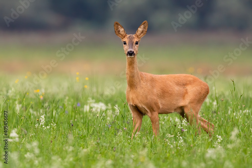 Obraz na płótnie Roe deer, capreolus capreolus, doe looking to the camera on grass in summer. Female mammal standing on green meadow in fresh nature. Brown wild animal observing on vivid field. w salonie