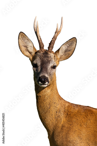 Roe deer, capreolus capreolus, watching in detail islated on transparent background. Roebuck staring cut out on blank. Mammal with antlers looking in close up with space for text. © WildMedia