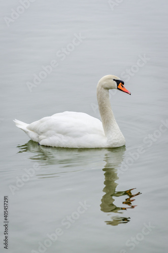 A swan in a tributary of the Danube in the winter 