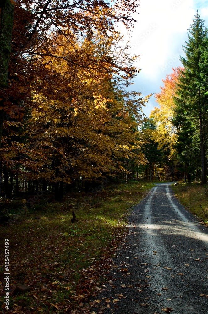 Obraz premium waldweg inmitten herblichen Bäumen