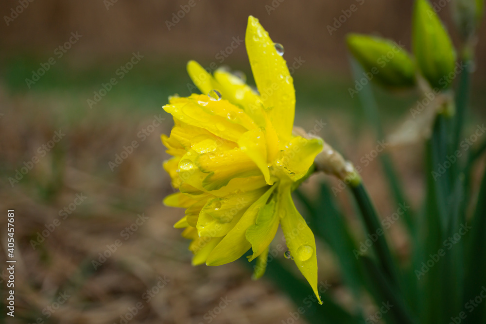 雨に濡れた八重スイセンの花