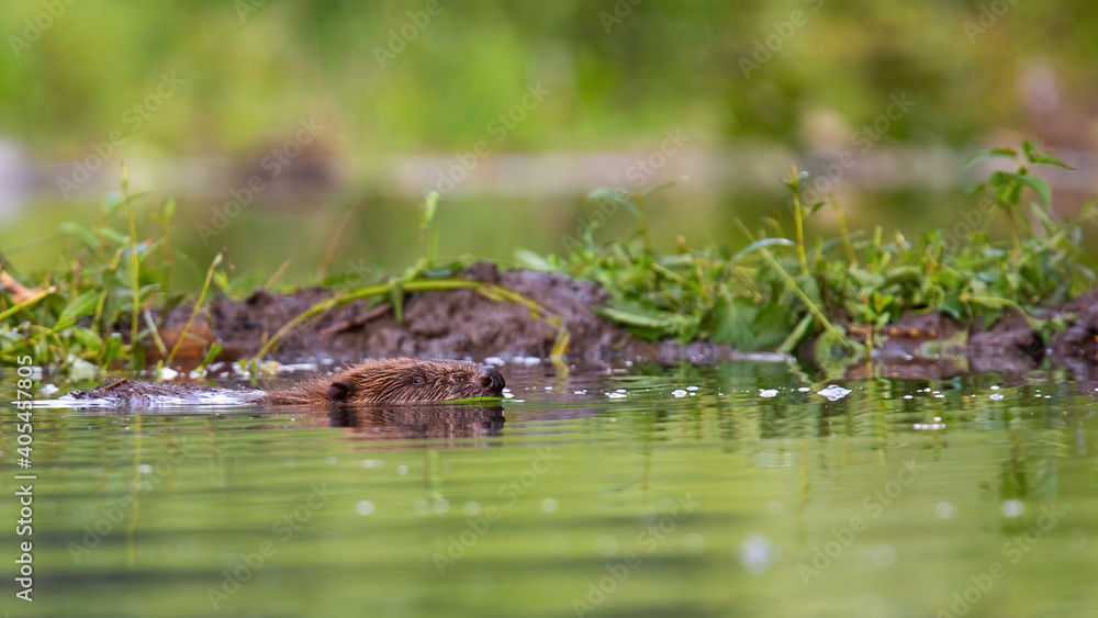 Eurasian beaver, castor fiber, swimming in water in summertime nature near its dam. Aquatic mammal floating in swamp horizontal. Brown wild animal with head out of the lake. Eurasian beaver, castor fiber, swimming in water in summertime nature near its dam. Aquatic mammal floating in swamp horizontal. Brown wild animal with head out of the lake.