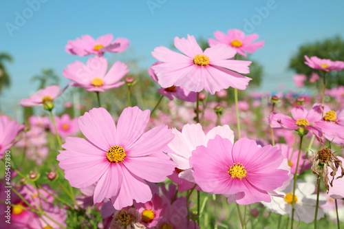 Pink cosmos flowers is blooming in the garden with morning sunshine.