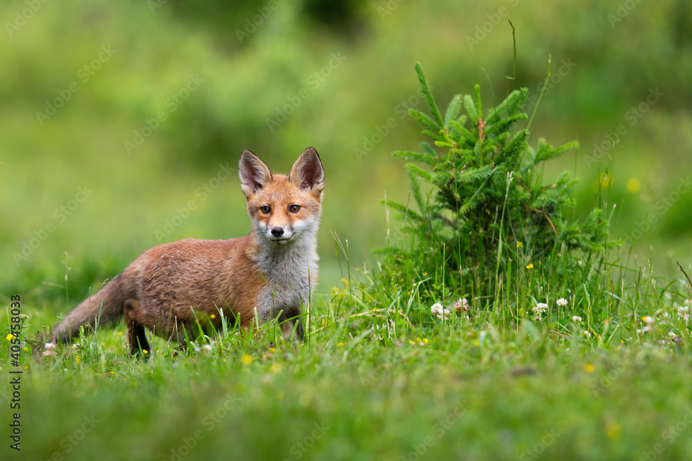 Juvenille red fox, vulpes vulpes, standing on meadow in spring nature. Baby orange mammal looking on green field with wildflower. Little animal listening on glade.