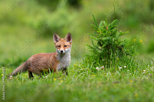 Obraz na płótnie Juvenille red fox, vulpes vulpes, standing on meadow in spring nature. Baby orange mammal looking on green field with wildflower. Little animal listening on glade. w salonie