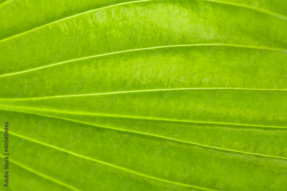 A closeup of the natural texture of a green leaf. A closeup of the natural texture of a green leaf.