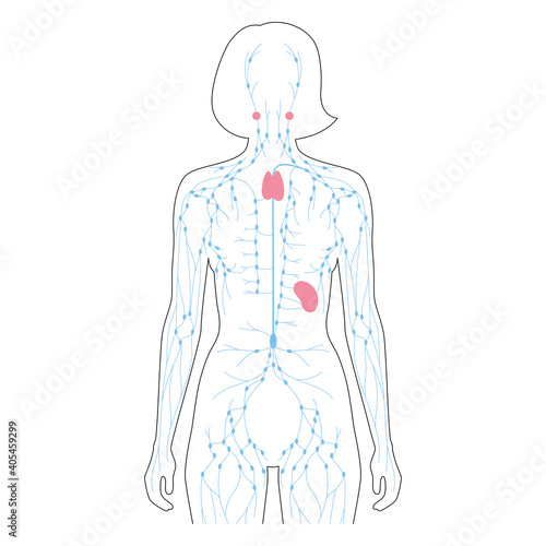 Lymphatic System Concept