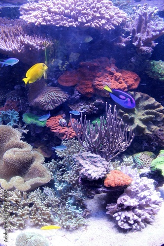 coral reef Perth Australia