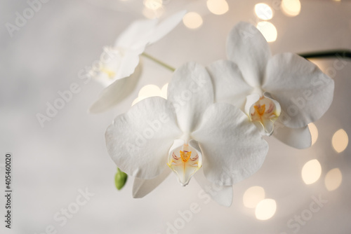 Branch of blooming white orchid on a gray background with lights.