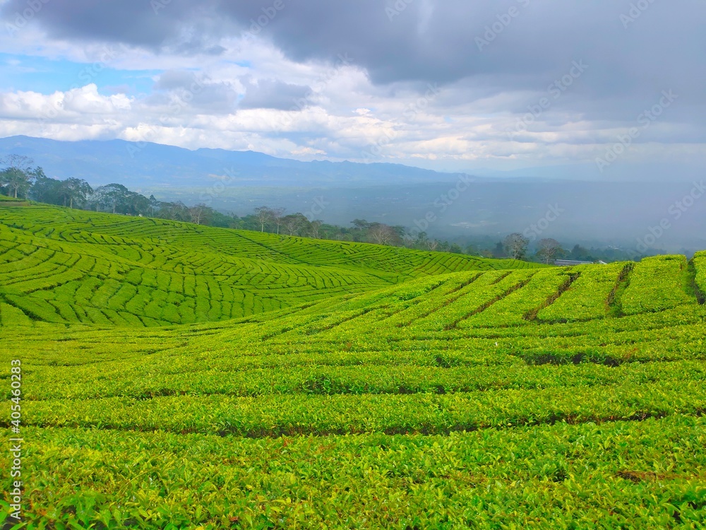 Tea garden landscape above the Pagaralam mountains.
