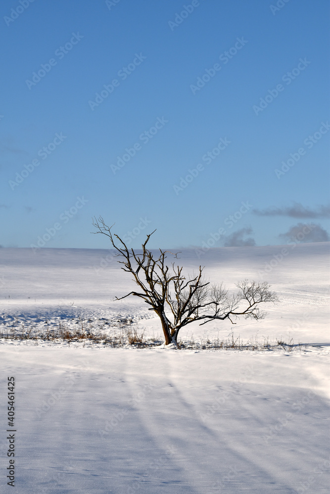 Fototapeta premium Schneelandschaft mit Baum