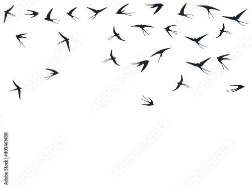 flock of birds © SunwArt