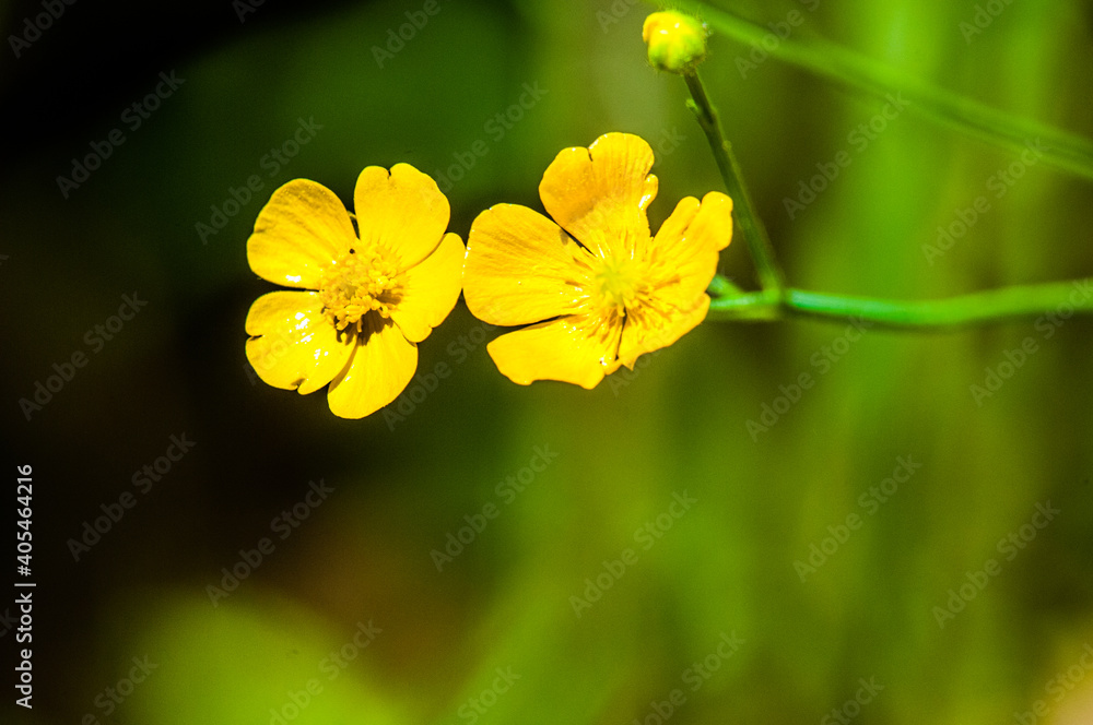 close up of yellow Common Buttercup close up of yellow Common Buttercup