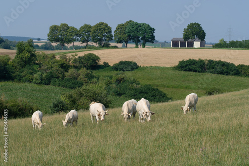 Weiße Rinder / Kühe (Charolais) im Sommer auf der Weide im grünen Gras in einer bäuerlichen Landschaft mit blauem Himmel