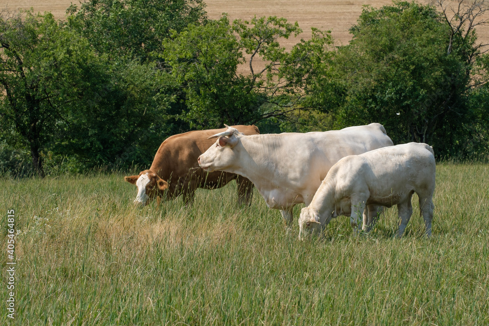 Kühe / Rinder im Sommer im Gras auf der Viehweide in einer bäuerlichen Landschaft