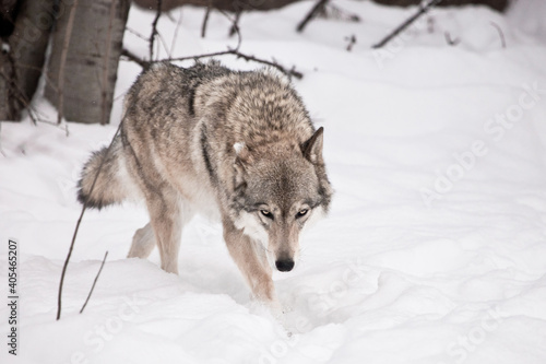 The wolf walks with his head down. © Mikhail Semenov