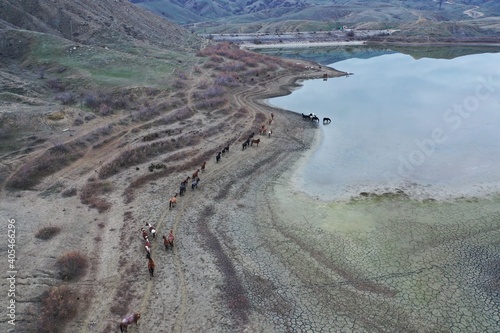 Fototapeta Naklejka Na Ścianę i Meble -  Aerial view of herd of horses grazing in the field. Horses are going follow each other to the watering hole - lake Bugaz. Mountainous landscape, cattle livestock, rural scene, Crimea, Russia