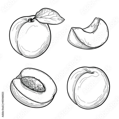 Apricot vector drawing set. Fruits drawings isolated on a white background.