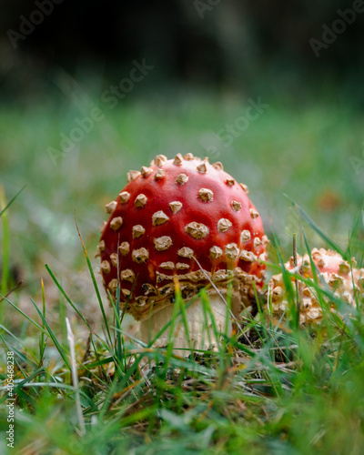 Red Wild Mushroom with Yellow Spikes 