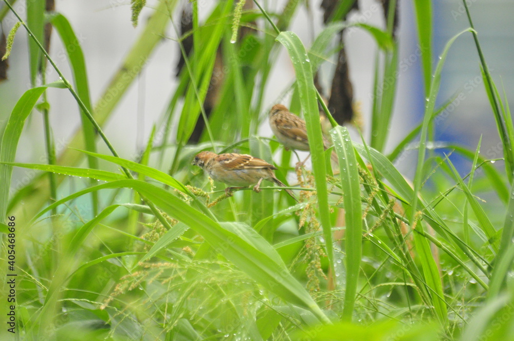 Tree sparrow