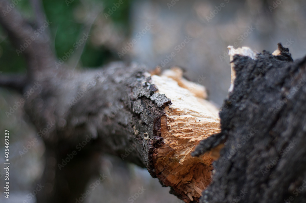 Tronco de árbol roto por la fuerza del viento Tronco de árbol roto por la fuerza del viento